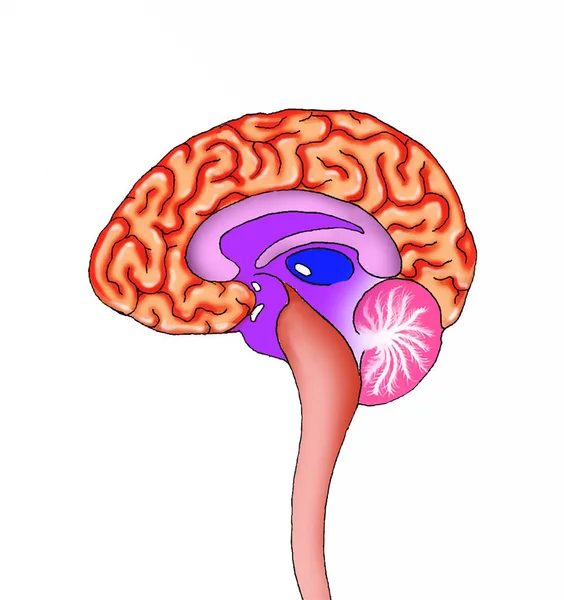 Dwarsdoorsnede Van Een Menselijk Brein Hersenen Ruggenmerg Lamp Cerebellum — Stockfoto