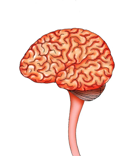 Menschliches Enzephalon Mit Gehirn Wirbelsäule Und Kleinhirn — Stockfoto
