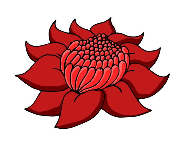 Funny, exotic and red illustration of the Australian waratah flower