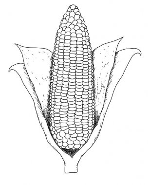 tek mısır izole bir kulak