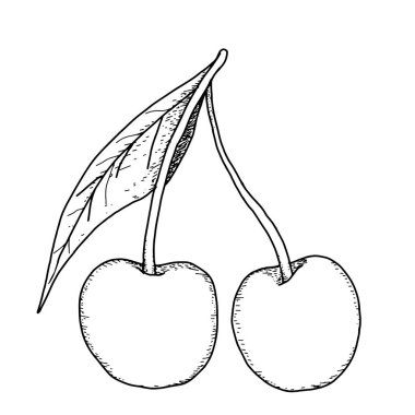 Bazı kiraz renksiz gerçekçi doğrusal illüstrasyon