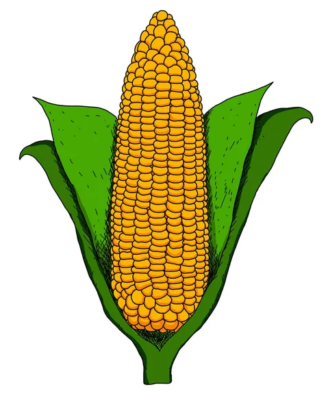 Single an ear of corn isolated — Stock Photo, Image