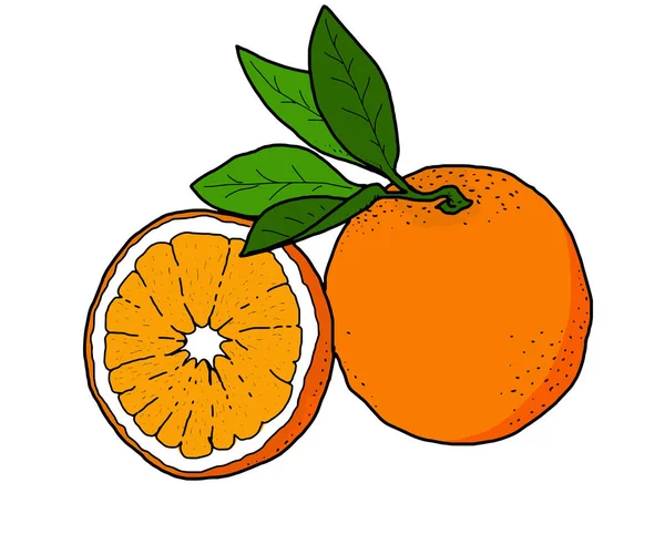 Colorless realistic linear illustration of some oranges