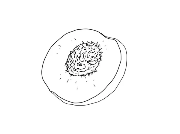 Бесцветная Реалистичная Линейная Иллюстрация Персика Абрикоса Открытого Пополам — стоковое фото