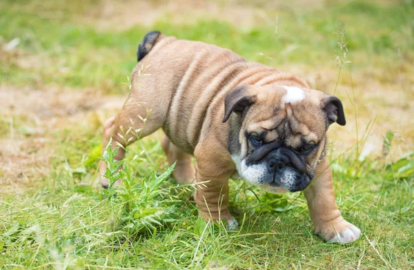 Nahaufnahme Eines Portraits Der Englischen Bulldogge Welpe Monate Spielen Und — Stockfoto