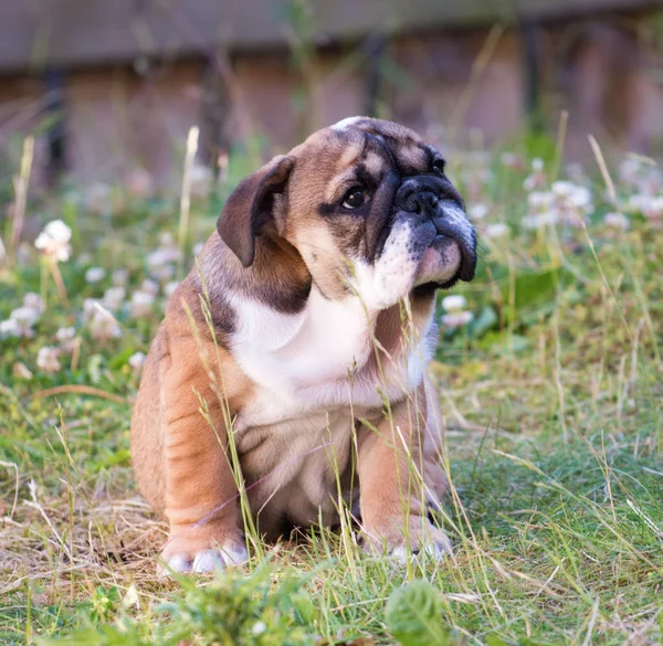 Nahaufnahme Des Portraits Der Englischen Bulldogge Welpe Monate Auf Dem — Stockfoto