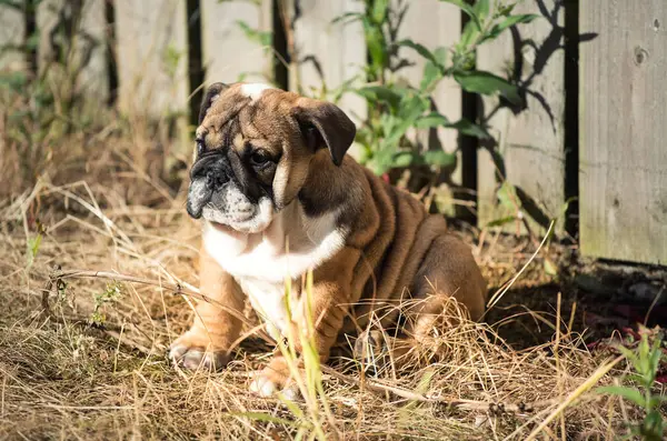 Closeup Portrait English Bulldog Puppy Months Sitting Grass — Stock Photo, Image