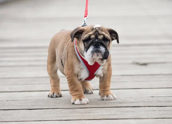 English Bulldog Puppy Months Walking Bridge — Stock Photo, Image