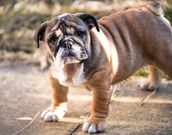 Nahaufnahme Eines Portraits Eines Englischen Bulldoggen Welpen Der Monate Garten — Stockfoto