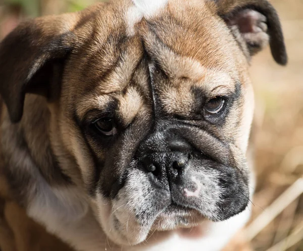 Nahaufnahme Des Portraits Der Englischen Bulldogge Welpe Monate — Stockfoto