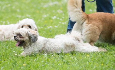 Beyaz bishon güneşli yaz günde bir parkta çim üzerinde döşeme