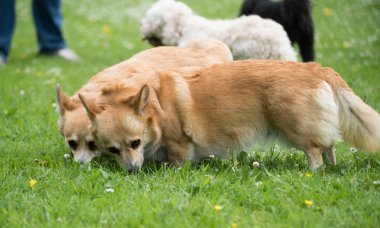 Yeşil yaz çim oynayan komik mutlu iki Pembroke Welsh Corgi köpek