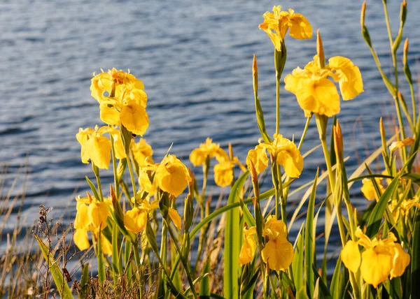 Sarı Süsen Çiçekleri Yeşil Çimlerde Gün Batımında Göl Kenarında — Stok fotoğraf