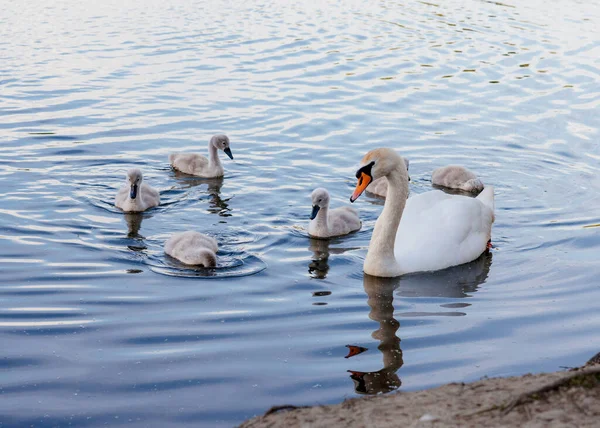 Cisne Grande Muchos Cisnes Grises Nadando Lago — Foto de Stock