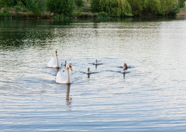 Many grey small swans with parents swimming on the lake