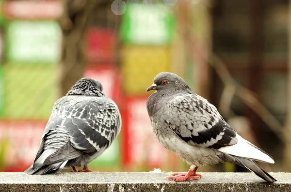 Big Grey Pigeons Fence — Stock Photo, Image