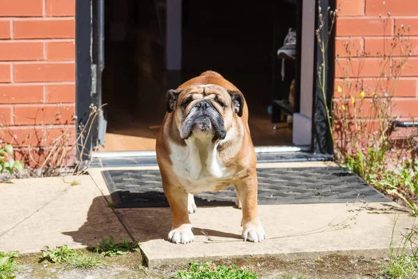 Red english bulldog at the door of the house.