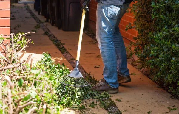 Hombre Limpiando Hojas Ramas Con Rastrillo Césped Jardín Después Cortar — Foto de Stock
