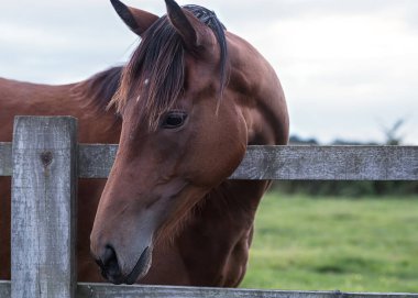 Kahverengi at ahırda.