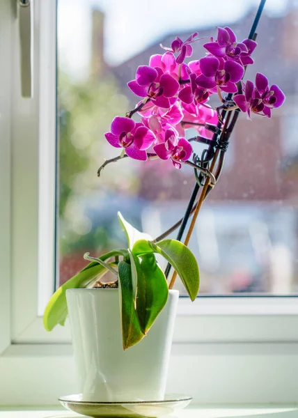 Fiori Orchidea Viola Sul Davanzale Della Finestra — Foto Stock
