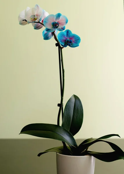Flores Orquídea Azul Sobre Fondo Verde — Foto de Stock