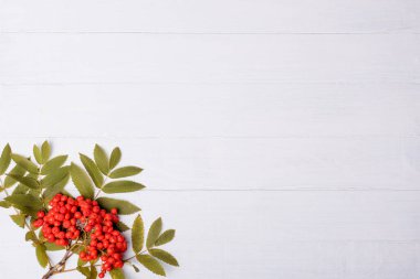 Rowan ile beyaz ahşap arkaplan