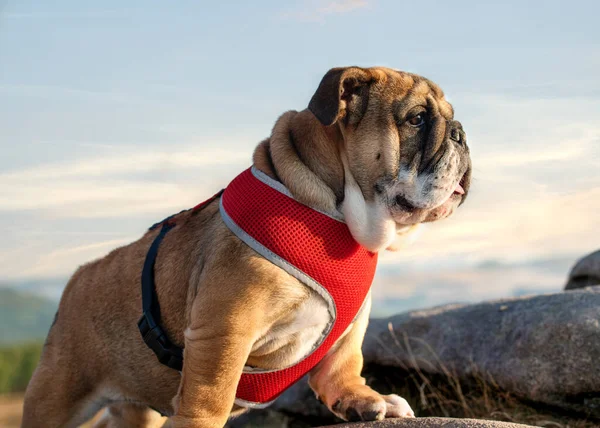 Red English Bulldog in red harness out for a walk looking up against the sky