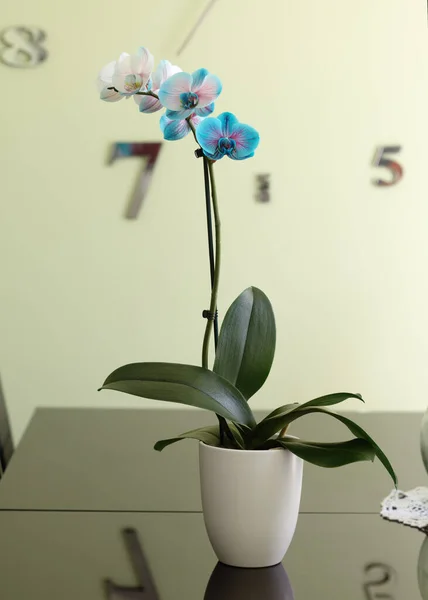 Flores Orquídea Púrpura Sobre Fondo Blanco —  Fotos de Stock
