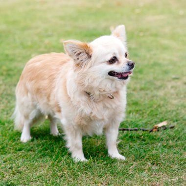 Yeşil çimlerin üzerinde oturan kahverengi chihuahua