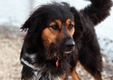 Siyah Hovawart deniz kenarında oturuyor.