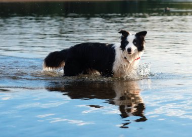 Siyah ve beyaz çoban köpeği gölde yüzüyor ve oynuyor.