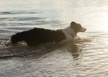 Siyah ve beyaz çoban köpeği gölde yüzüyor ve oynuyor.