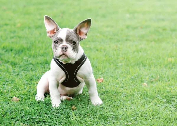 Welpe Der Weißen Französischen Bulldogge Geht Sommer Gras Spazieren — Stockfoto