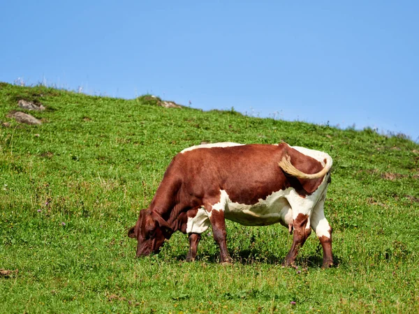 Avusturya Dağlarında İnek