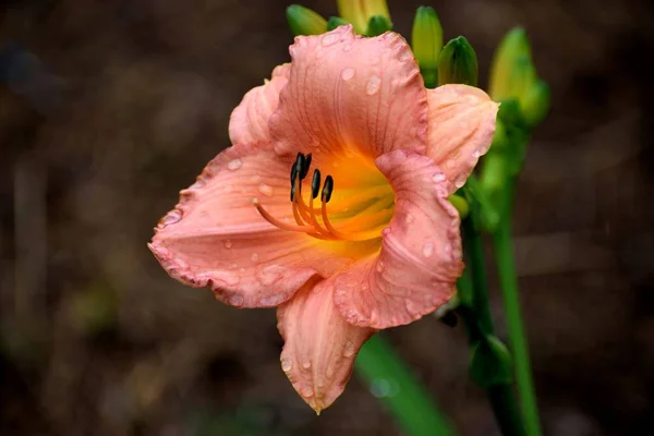 Vibrant Day Lily Цветочном Саду — стоковое фото