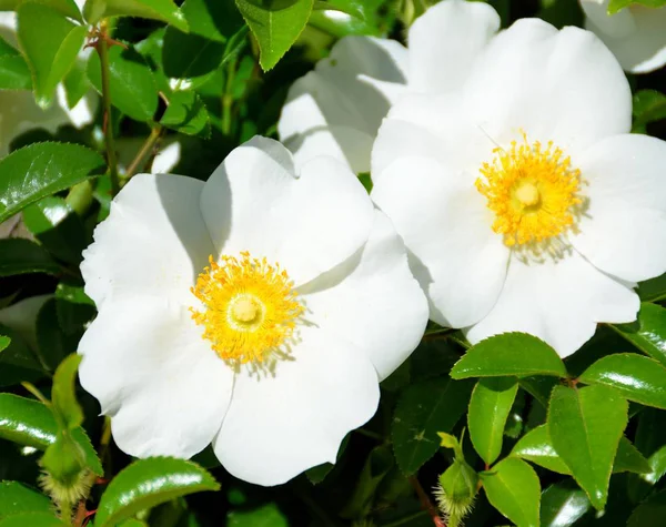 Cherokee Rose Official State Flower Georgia Usa — Stock Photo, Image