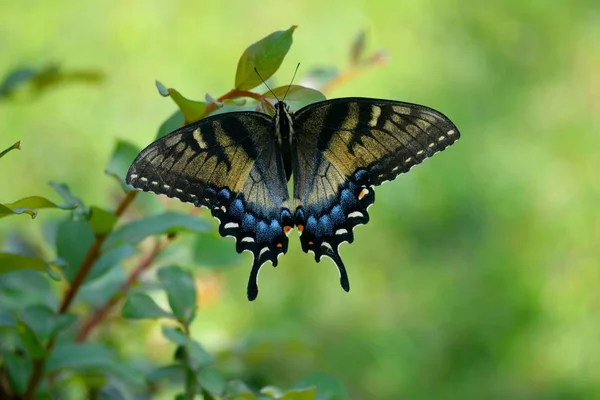 Πεταλούδες Swallowtail Στο Κήπο — Φωτογραφία Αρχείου