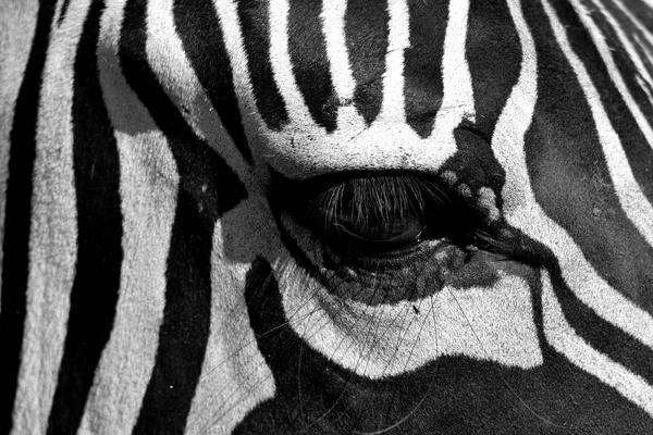Зебра Лицо Показывает Глаза Крупным Планом — стоковое фото