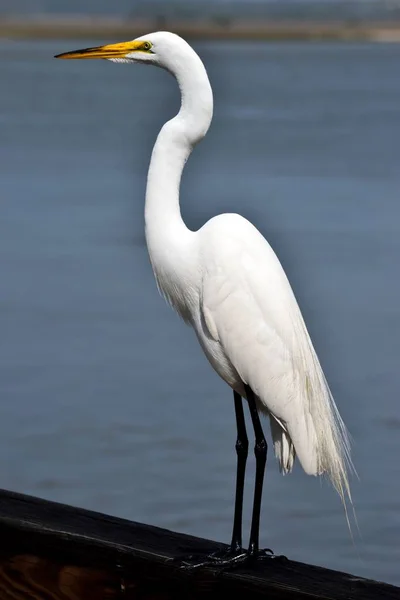 White Egret in the wild by the river at Florida, USA