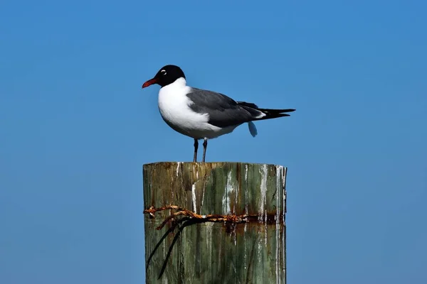 Mouette Rieuse Reposant Sur Pieu Près Rivière Florida États Unis — Photo