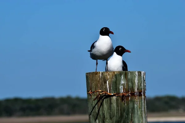 Sotvingad Mås Vilar Pålning Vid Floden Florida Usa — Stockfoto