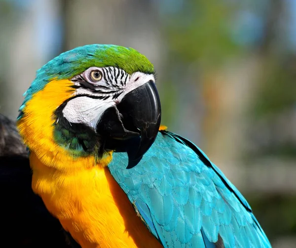 Pulserande Pet Macaw Papegoja Färgbakgrund — Stockfoto