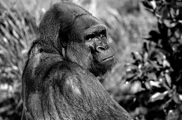 Silberrücken Gorilla Starrt Aus Nächster Nähe Auf Tierreservat Florida Usa — Stockfoto