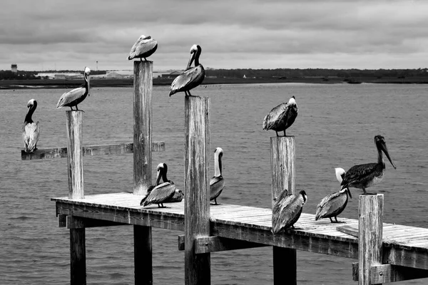 桩码头上的鹈鹕群在佛罗里达的圣奥古斯丁河边休息 — 图库照片