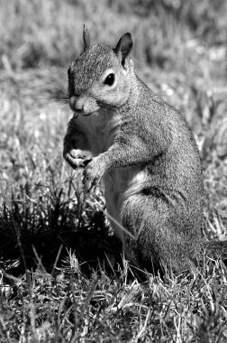 Vahşi çam fıstığı arka plan üzerinde Çiğneme sincap