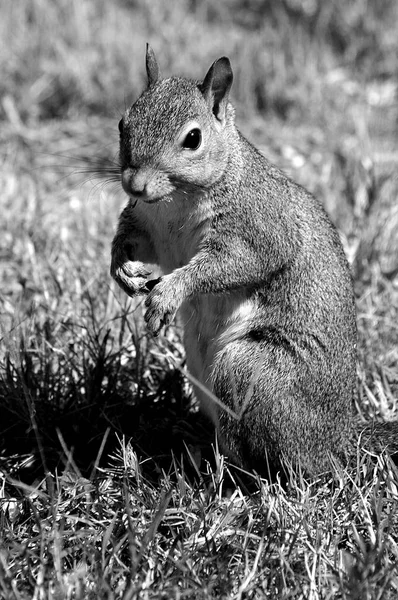 Écureuil Dans Nature Mâchant Sur Fond Noix Pin — Photo