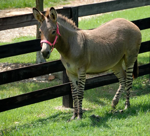 Zebra ve eşek bölümü için adlı Zonkey karışık 