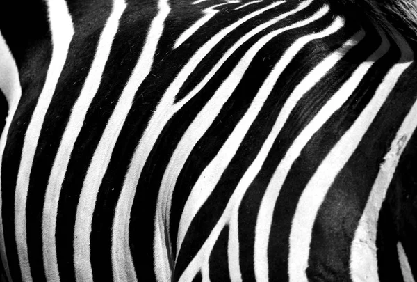 Zebra Sullo Sfondo Della Riserva Animale — Foto Stock