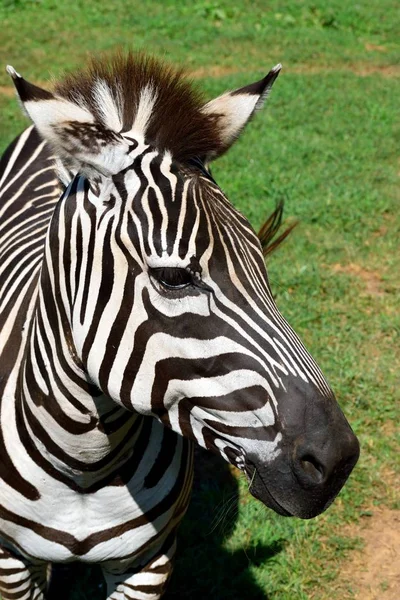 Cebra Fondo Reserva Animal —  Fotos de Stock