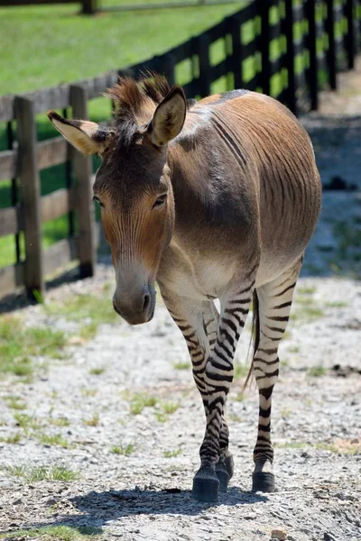 Zebra ve eşek bölümü için adlı Zonkey karışık 